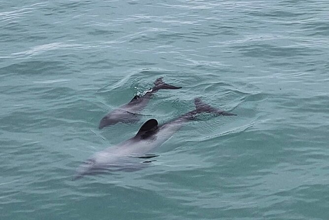Akaroa Private Day Trip From Christchurch - Dolphin watching by catamaran: optional, budget accordingly
