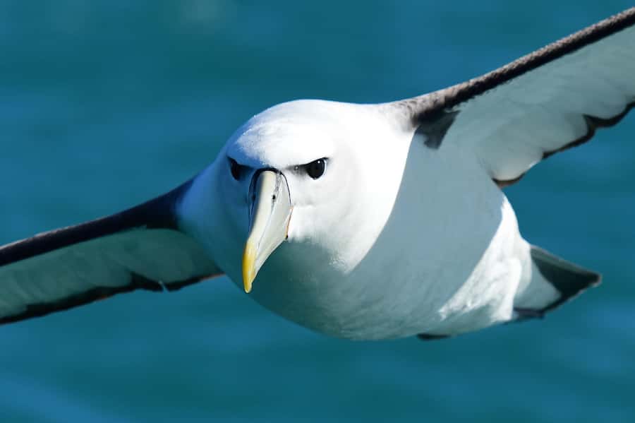 Akaroa: Scenic Coastline Wildlife Cruise - Key things to know before you go