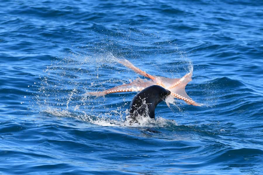 Akaroa: Scenic Coastline Wildlife Cruise - Who this Akaroa wildlife cruise fits best