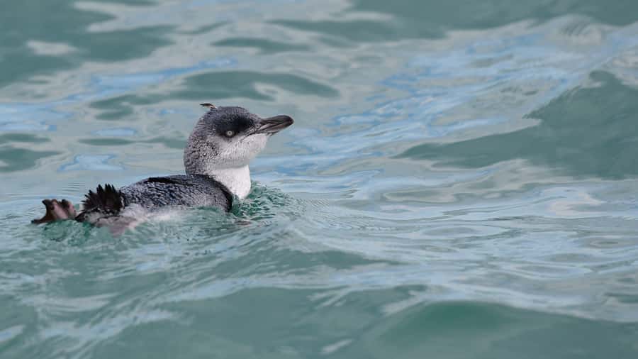 Akaroa: Scenic Coastline Wildlife Cruise - Tony’s Kiwi stories, plus the wildlife habits the crew follows