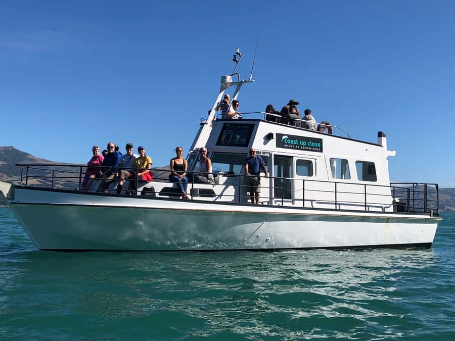Akaroa: Scenic Coastline Wildlife Cruise - The 150-minute timing: a half-day feeling without the full day slog