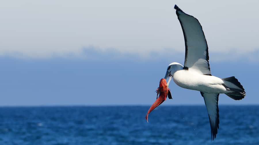 Akaroa: Scenic Coastline Wildlife Cruise - Why the small-group setup changes your wildlife odds