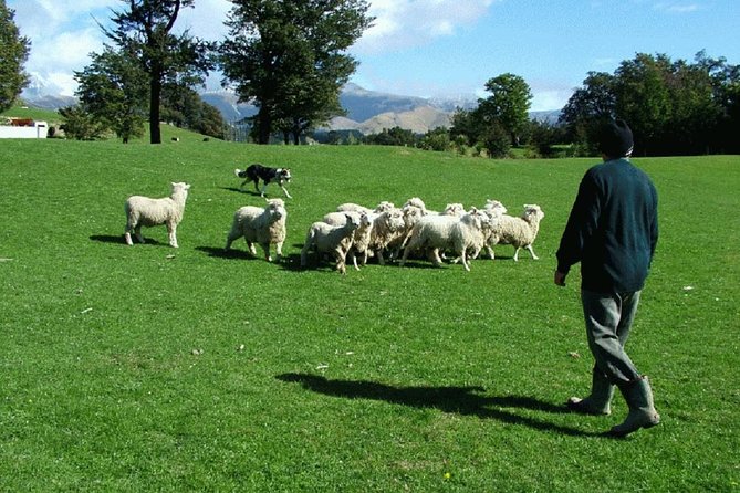 Akaroa Shore Excursion: Akaroa Harbour and Sheep Farm Local Tour - Key things I’d bookmark before you go