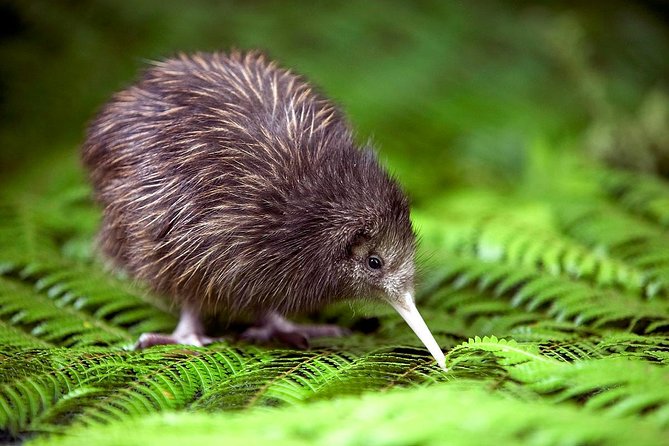 Akaroa Shore Excursion: Banks Peninsula, Christchurch City Tour and Willowbank Wildlife Reserve - Key Things to Know Before You Go