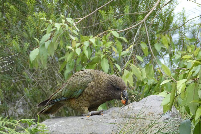 Akaroa Shore Excursion: Banks Peninsula, Christchurch City Tour and Willowbank Wildlife Reserve - Price and Value: Is $123.49 a Good Deal?