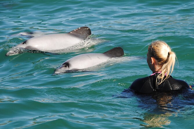 Akaroa Swim with Dolphins Tour from Christchurch - Key things to know before you go