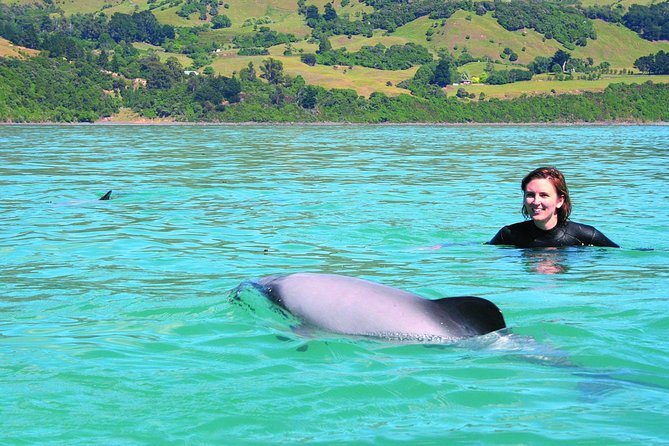 Akaroa Swim with Dolphins Tour from Christchurch - Hector’s dolphins in wild waters, what the experience feels like