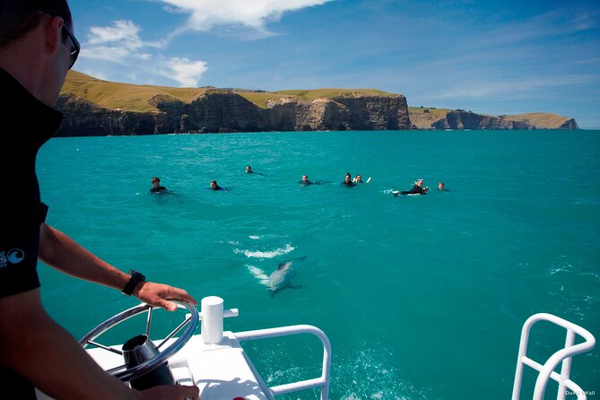 Akaroa Swim with Dolphins Tour from Christchurch - Guides, commentary, and why the way it’s run matters