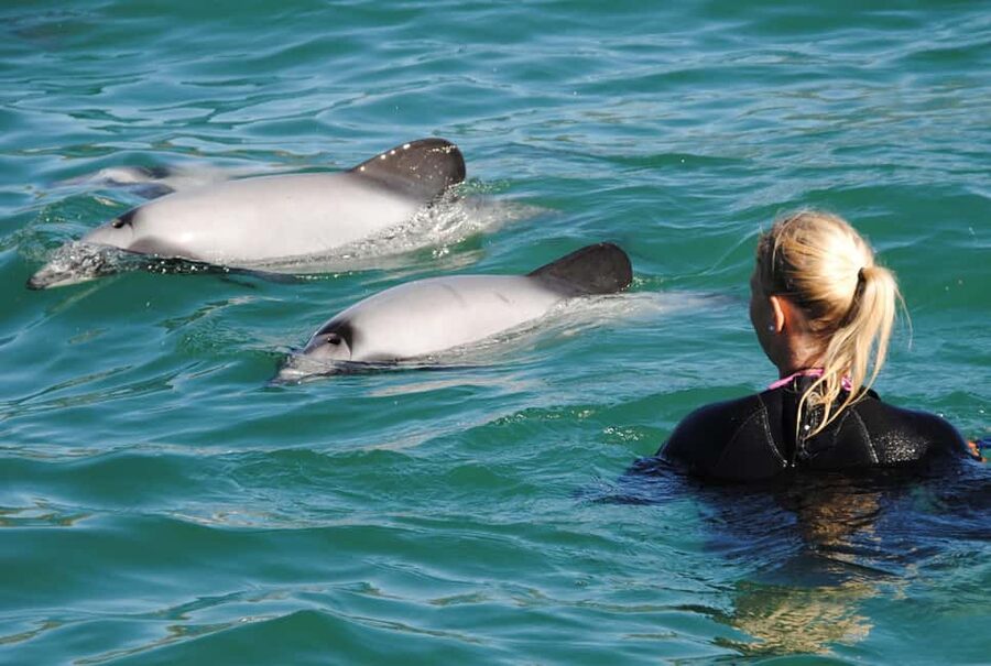 Akaroa: Swimming with Wild Dolphins Experience - Key things to know before you book