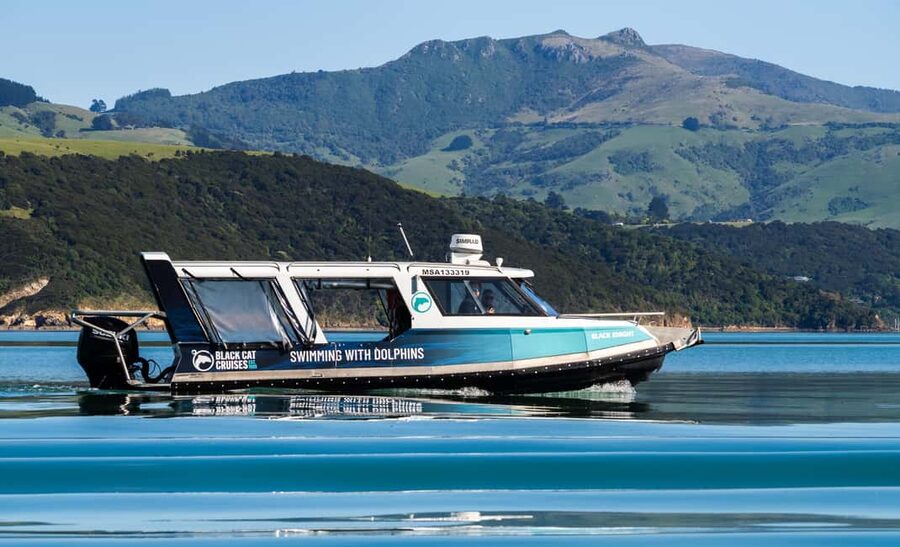 Akaroa: Swimming with Wild Dolphins Experience - Who should book, and who should choose the observer option