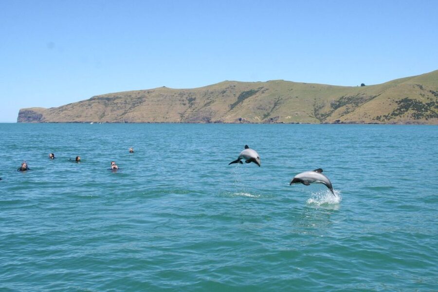 Akaroa: Swimming with Wild Dolphins Experience - The pre-swim briefing: dolphin etiquette and safety rules