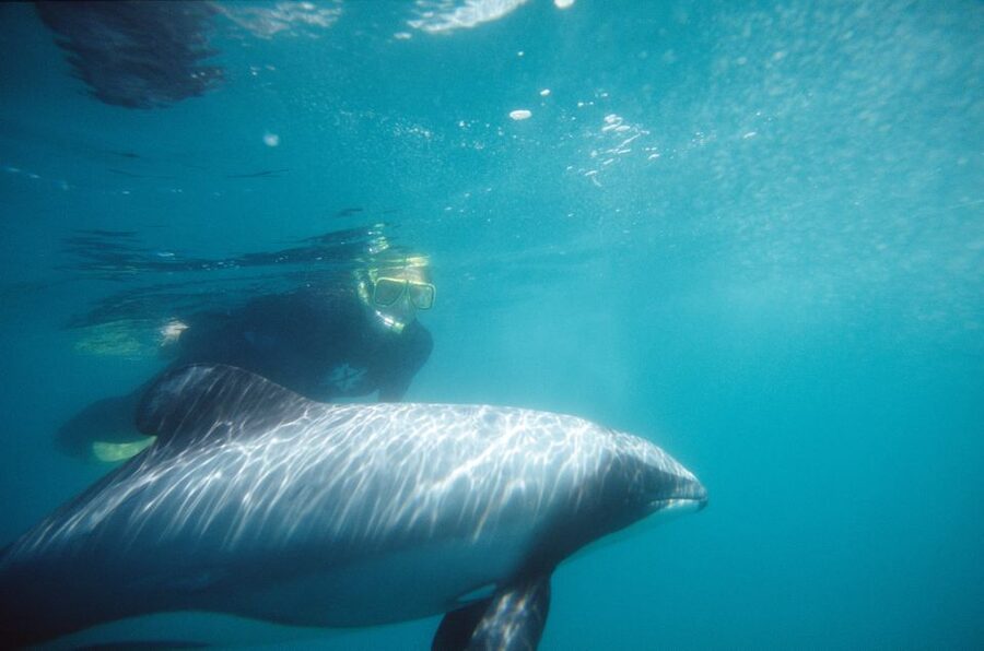 Akaroa: Swimming with Wild Dolphins Experience - What you’ll do before the dolphins: harbour cruising and wildlife spotting
