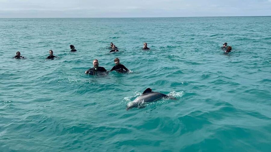 Akaroa: Swimming with Wild Dolphins Experience - Swimming with Hector’s dolphins: how the 45-minute window works