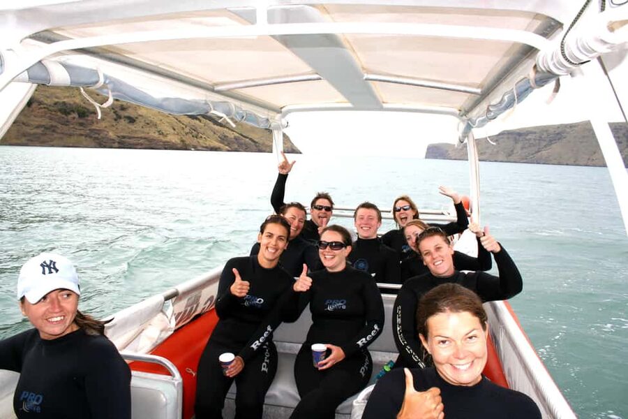 Akaroa: Swimming with Wild Dolphins Experience - When dolphins do not show: what the backup plan actually means