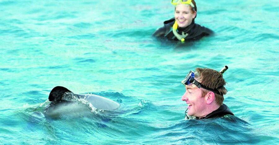 Akaroa: Swimming with Wild Dolphins Experience - Price and value: is $123 fair for 3.5 hours in the water?