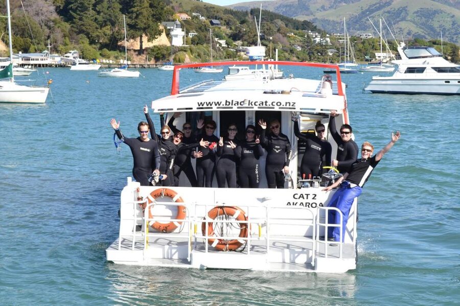 Akaroa: Swimming with Wild Dolphins Experience - Small-group setup: 12 swimmers and hands-on support