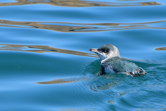 Akaroa Wildlife Cruise - Small boat, real sightlines, and a calmer vibe