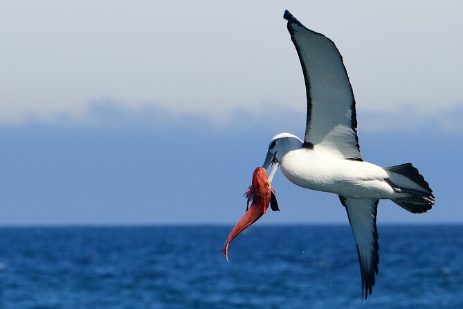 Akaroa Wildlife Cruise - The main stop: Akaroa Harbour and coastline, with Tony at the helm