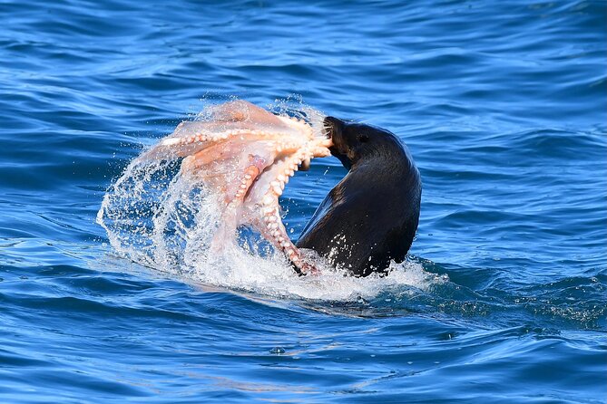 Akaroa Wildlife Cruise - What you’re looking for offshore, and how the boat helps