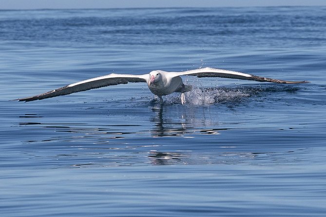 Albatross, seals, and sea birds-Wildlife Cruise - Wildlife spotting with Captain Rachel McGregor, not just luck