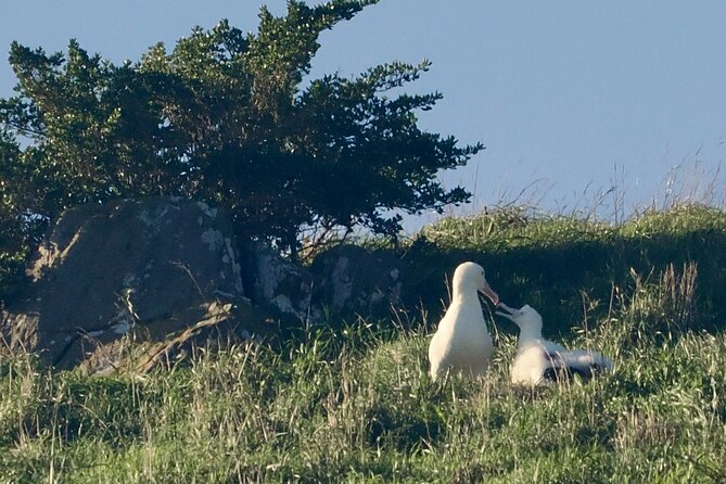 Albatross, seals, and sea birds-Wildlife Cruise - Photo deck strategy: how to get the shots without freezing