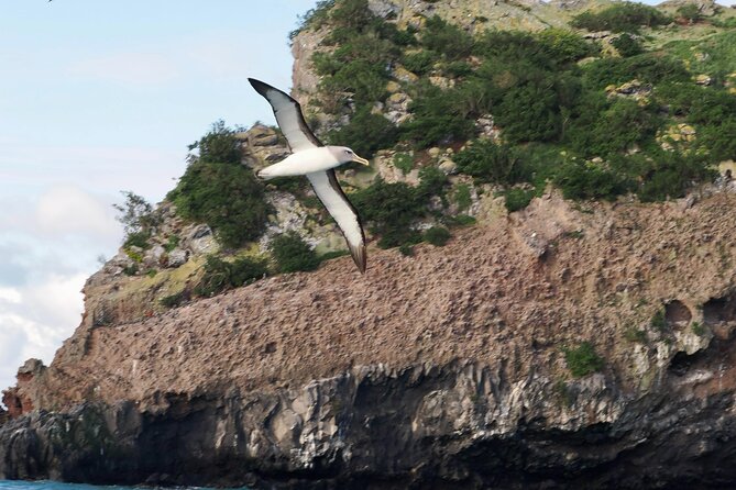 Albatross, seals, and sea birds-Wildlife Cruise - Best for: bird lovers, families, and first-timers in Otago