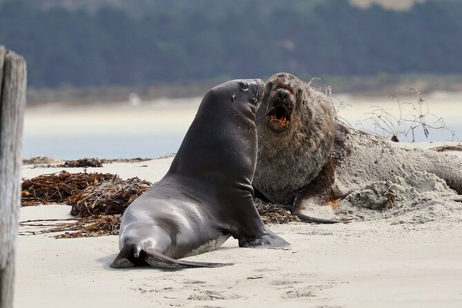 Albatross, seals, and sea birds-Wildlife Cruise - Booking advice: what to bring and how to pick the right day