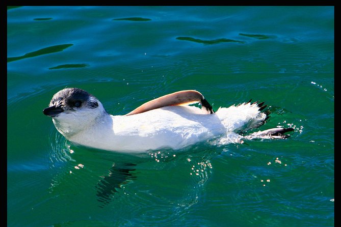 Albatross, seals, and sea birds-Wildlife Cruise - The boat setup: warm inside, photos outside