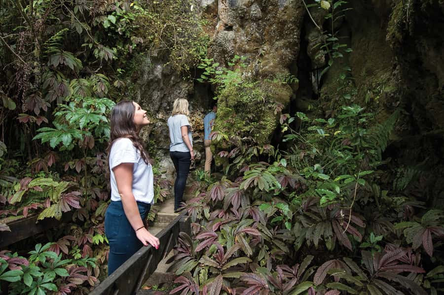 Aranui Cave 1-Hour Guided Tour - Cave weta at the entrance: New Zealand wildlife you can actually spot
