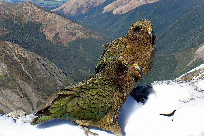 Arthur's Pass and TranzAlpine Train Day Tour from Christchurch - Arthur’s Pass village: lunch break plus easy exploring