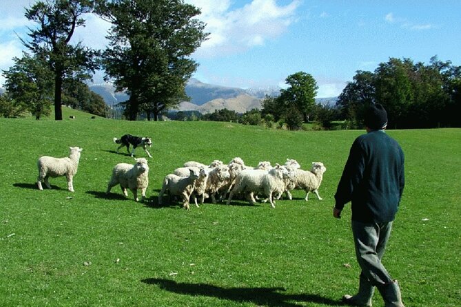 Arthur's Pass and TranzAlpine Train Day Tour from Christchurch - Toby Hill Farm: sheepdog work, shearing, and the best kind of authentic stop
