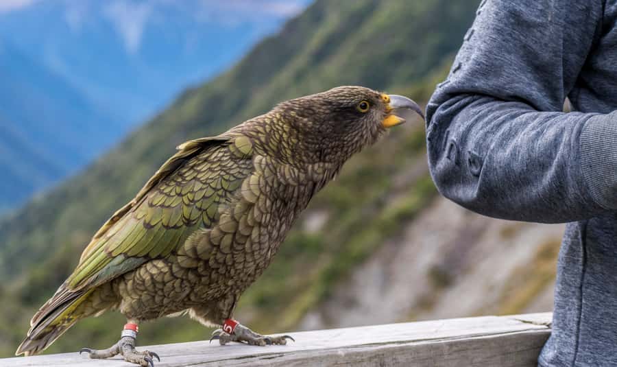 Arthur's Pass Day Tour From Christchurch with TranzAlpine - Castle Hill: limestone rock gardens and the best kinds of walking stops