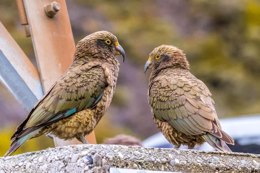 Arthur’s Pass Tour From Christchurch via CHC-GRZ TranzAlpine - Kea in the Wild, How to Max Your Odds Without Getting Distracted
