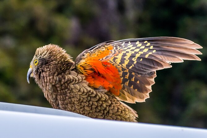 Arthur’s Pass Tour From Christchurch With Jet Boat & TranzAlpine - TranzAlpine return: the scenic train ride you should plan for