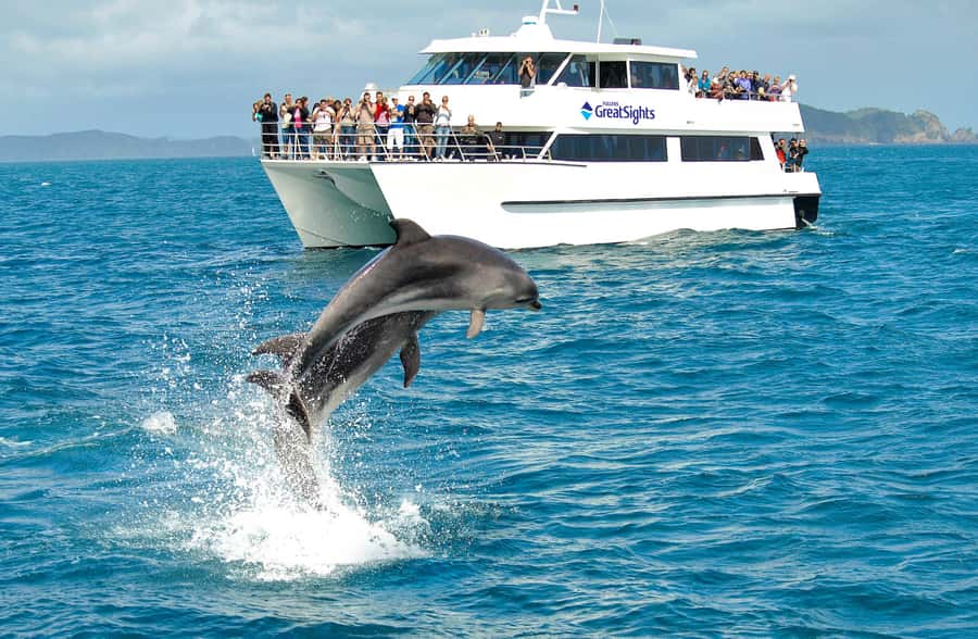 Auckland: Bay of Islands Day Tour with Dolphin Cruise - Should you book it?
