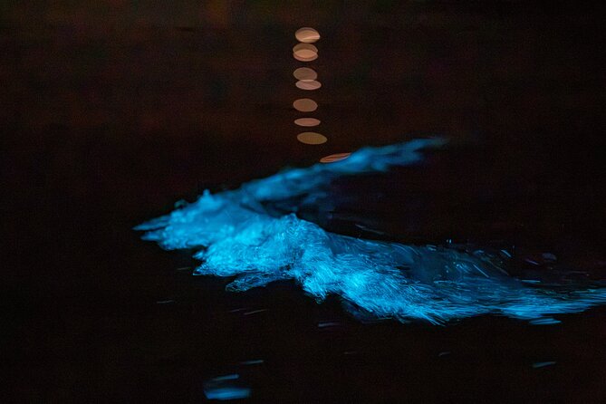 Auckland Bioluminescence Kayak Tour - What’s Included, What’s Not, and What You Should Plan For