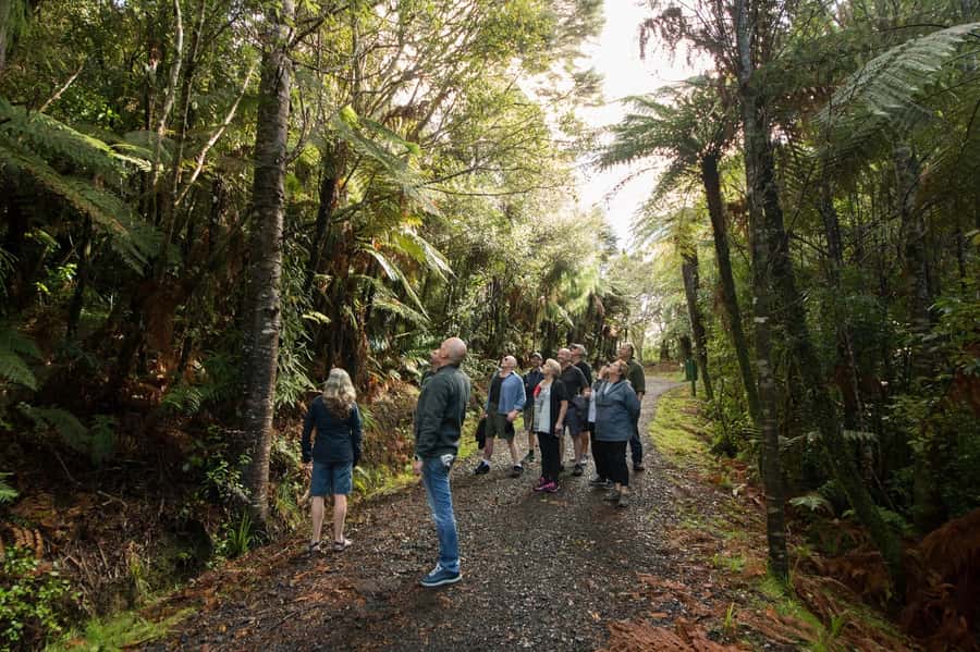 Auckland City, Beaches & Rainforest Premium Small Group Tour - Morning in Auckland: Domain, Harbour Bridge, North Shore, and Mt Victoria views