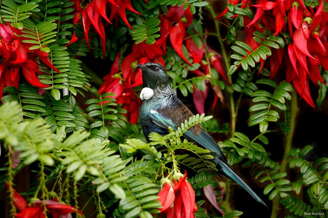 Auckland City Highlights, Afternoon Piha Beach & Rainforest Tour - How much you pay, and what value looks like here