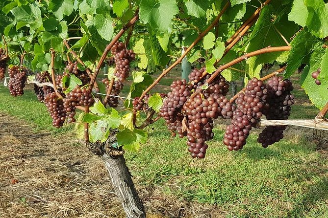 Auckland City Tour & Kumeu Wine Country Includes Wine Tastings & Lunch - Transfer to Kumeu: why this 30-minute jump feels like a reset