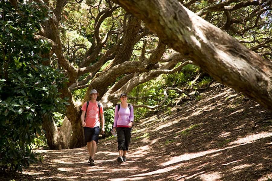 Auckland City & West Coast Luxury Tour - Auckland Domain, Auckland Museum Area, and the City’s Most Elegant First Impression