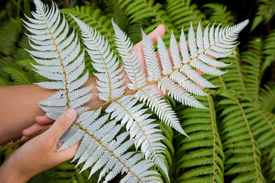 Auckland City & West Coast Luxury Tour - Into the Rainforest: Kauri Trees and Ancient Indigenous Flora