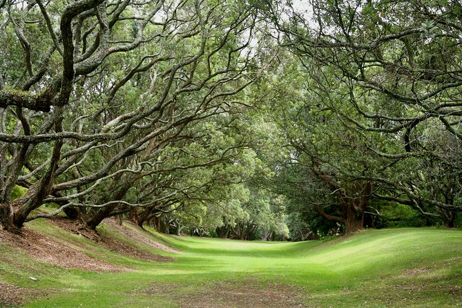 Auckland Coastal Experience - Small Group City & Beach Tour Incl. Wine Tasting - Who This Tour Fits Best (and Who Might Want Another Option)
