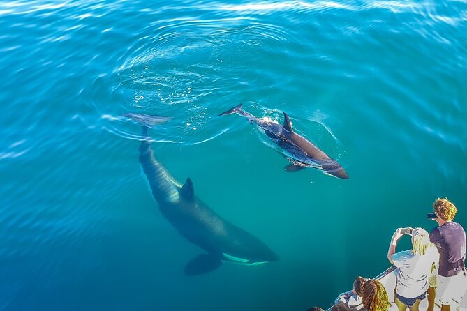 Auckland Dolphin and Whale Watching Eco-Safari Cruise - Quick hit points