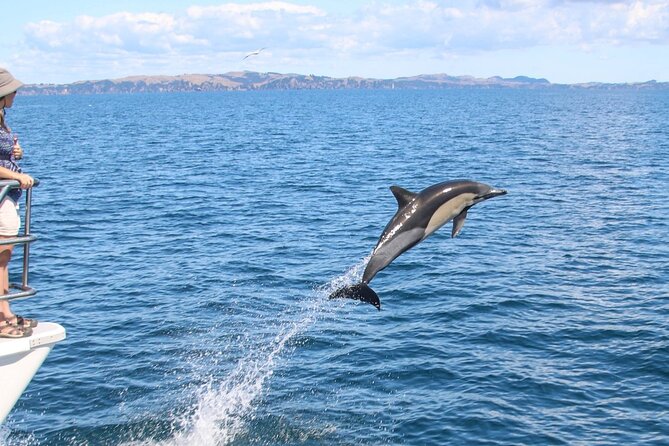 Auckland Dolphin and Whale Watching Eco-Safari Cruise - Wildlife you might see: whales, dolphins, penguins, seals, and seabirds