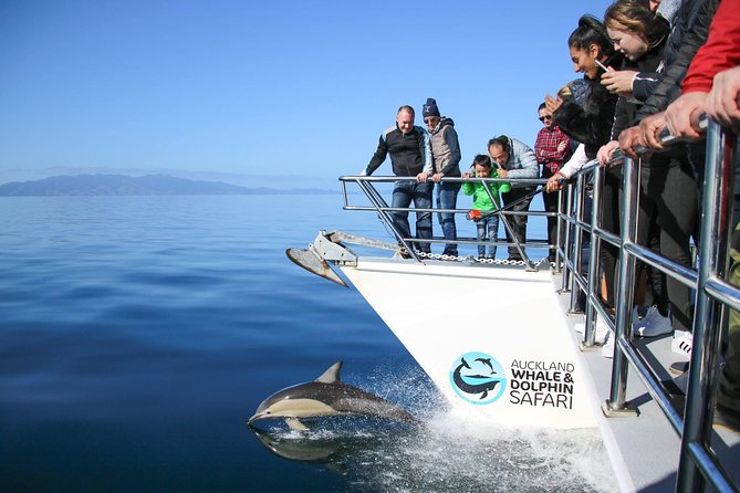 Auckland Dolphin and Whale Watching Eco-Safari Cruise - Your 4.5-hour route: what each stop adds to the day