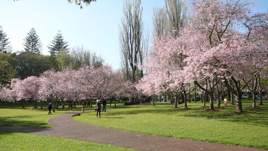 Auckland: Full-Day City Tour - Why this Auckland full-day route makes sense for first-timers