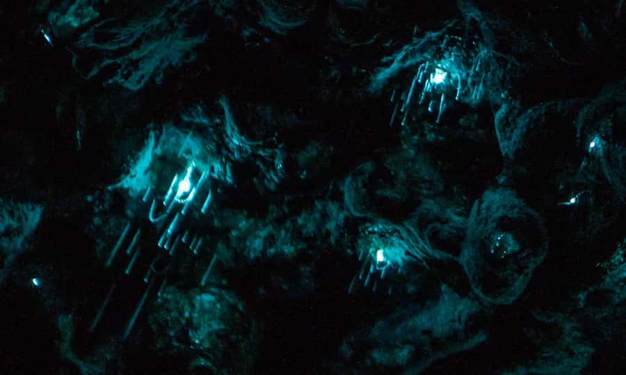 Auckland: Inner-City Glowworm Experience in Ancient Volcano - Key things you will notice