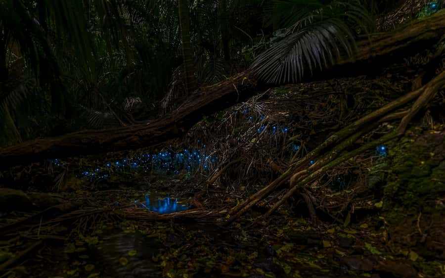 Auckland: Inner-City Glowworm Experience in Ancient Volcano - City glowworms on ancient volcanic ground