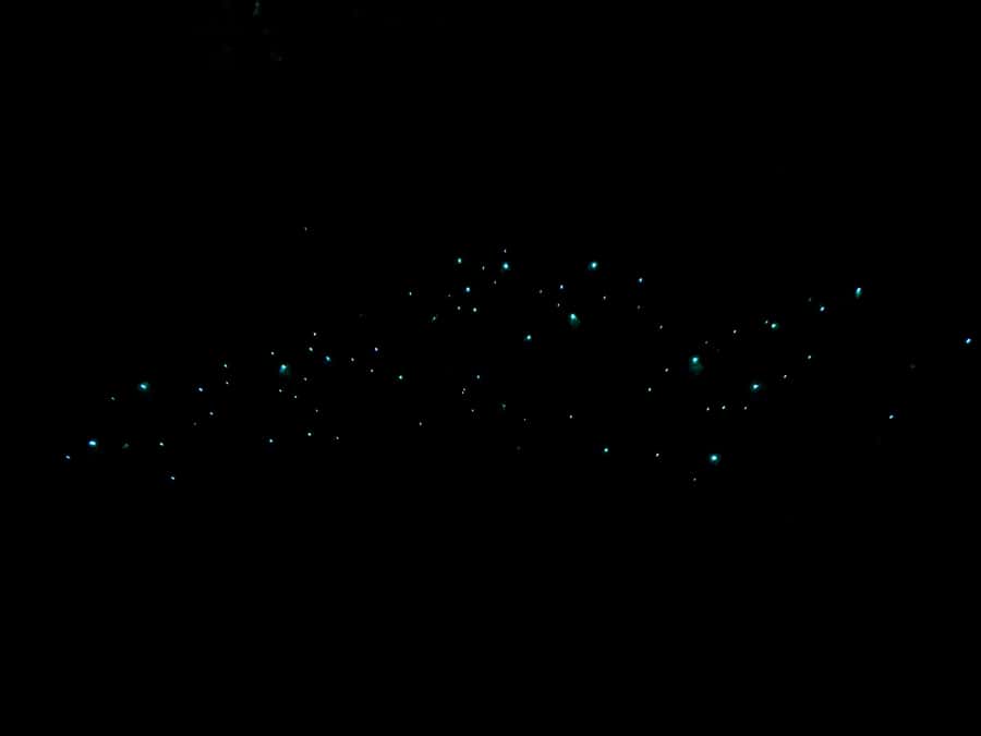 Auckland: Inner-City Glowworm Experience in Ancient Volcano - The Auckland Domain stroll: steps, gradient, and night footing