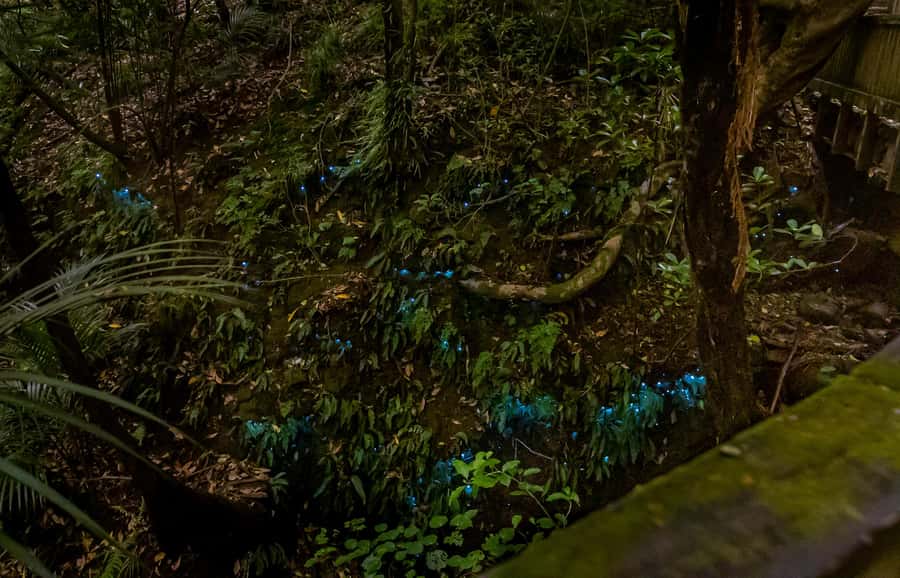 Auckland: Inner-City Glowworm Experience in Ancient Volcano - Value for $35: city convenience with real nature time
